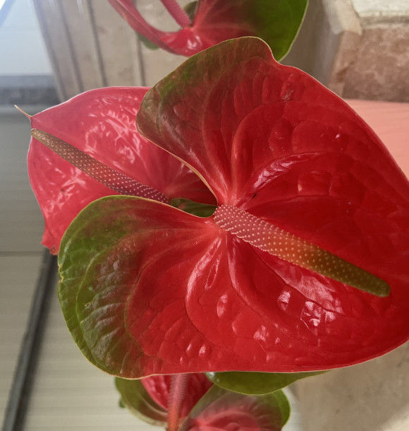 پریسا خالق پناه
